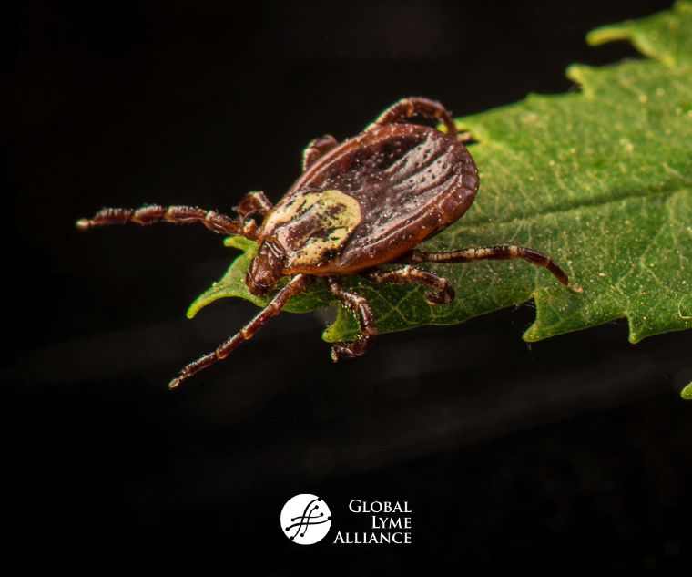 Lyme Disease Versus Rocky Mountain Spotted Fever